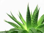 aloe vera 1 aloe vera 1